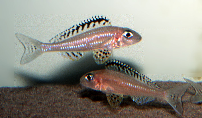 Xenotilapia papilio