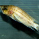 picture of Neolamprologus prochilus