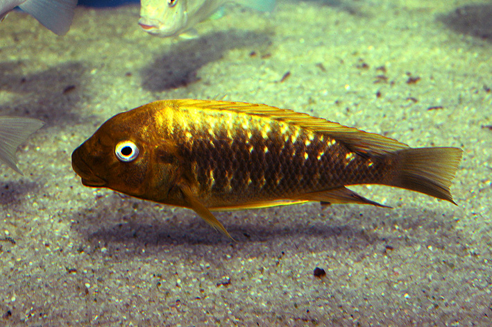 Petrochromis ephippium