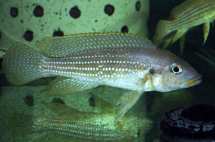 Neolamprologus tetracanthus