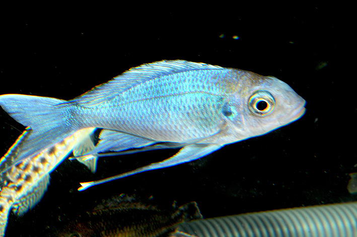 Ophthalmotilapia ventralis