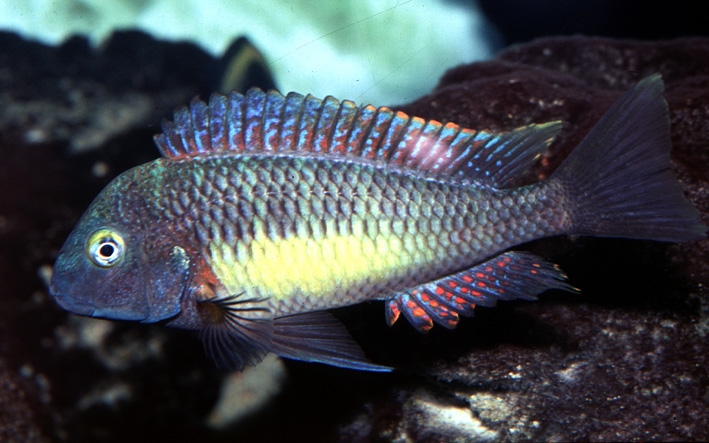 Tropheus moorii - blunthead cichlid