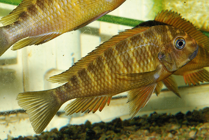 Tropheus moorii - blunthead cichlid