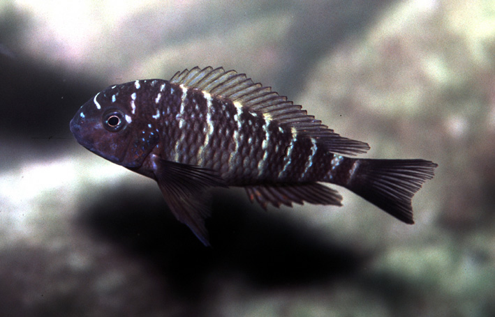 Tropheus aff. moorii "Lufubu"