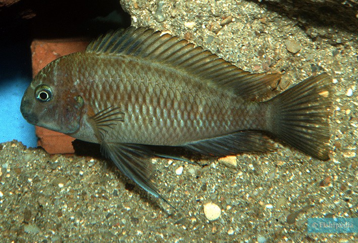 Tropheus moorii - blunthead cichlid