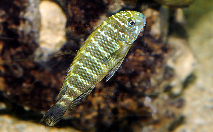 Tropheus moorii - blunthead cichlid
