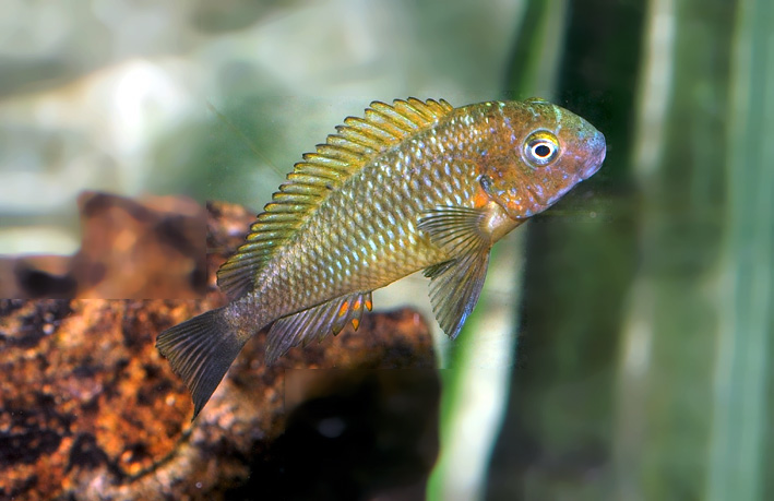 Tropheus moorii - blunthead cichlid
