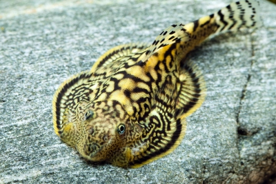 loche marmorata Gastromyzontidae