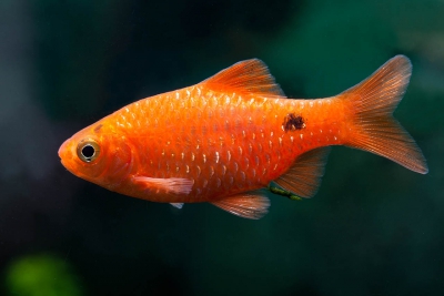 barbus rosé Cyprinidae