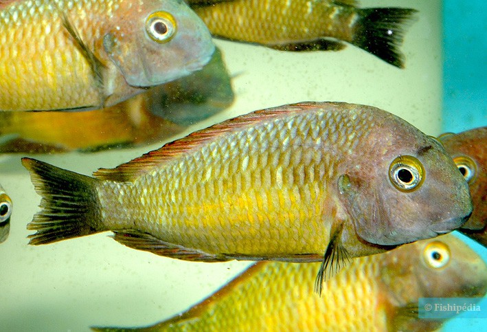Tropheus moorii - blunthead cichlid