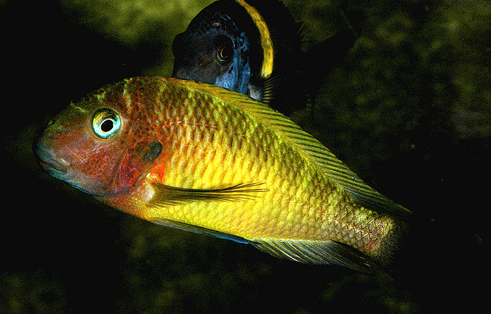 Tropheus aff. moorii "Lufubu"