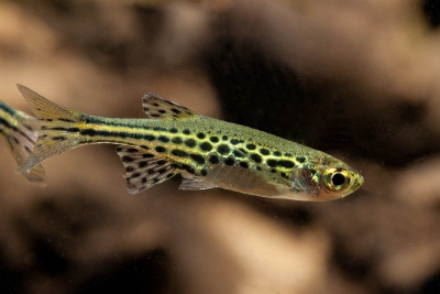 Danio tinwini Danionidae