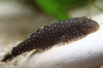 loche de Bornéo Balitoridae