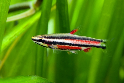 Nannostomus rubrocaudatus Lebiasinidae