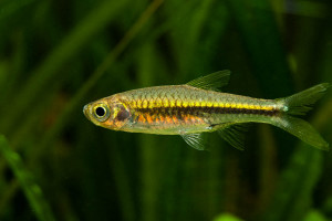 Rasbora cf. paucisqualis
