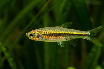Rasbora cf. paucisqualis Danionidae