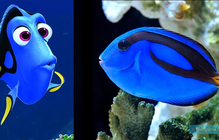 Qui est Dory, le nouveau poisson phare de Disney ?