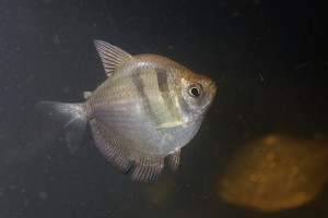 Gymnocorymbus ternetzi