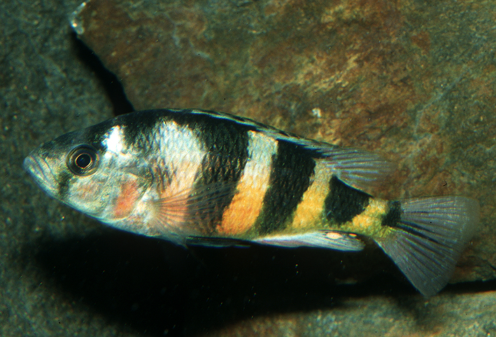 Astatotilapia latifasciata