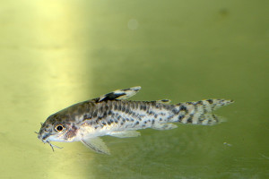 Aspidoras pauciradiatus