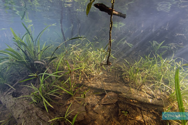 paysage subaquatique