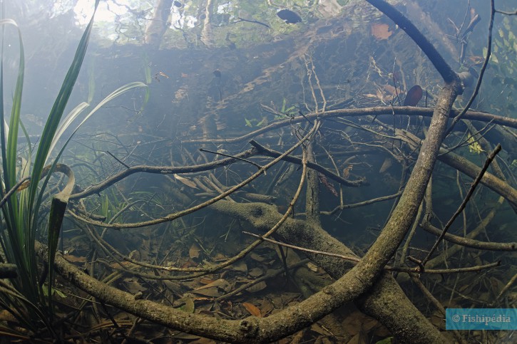 Comment reproduire le biotope des tétras pingouins ?
