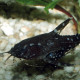 picture of Agamyxis pectinifrons