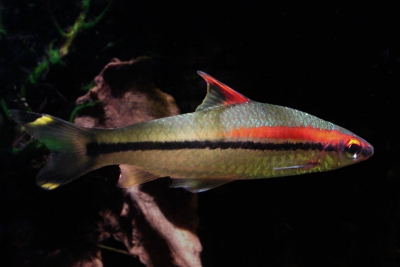 Sahyadria denisonii Espèce : Sahyadria denisonii