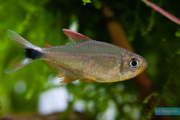 Hyphessobrycon robustulus