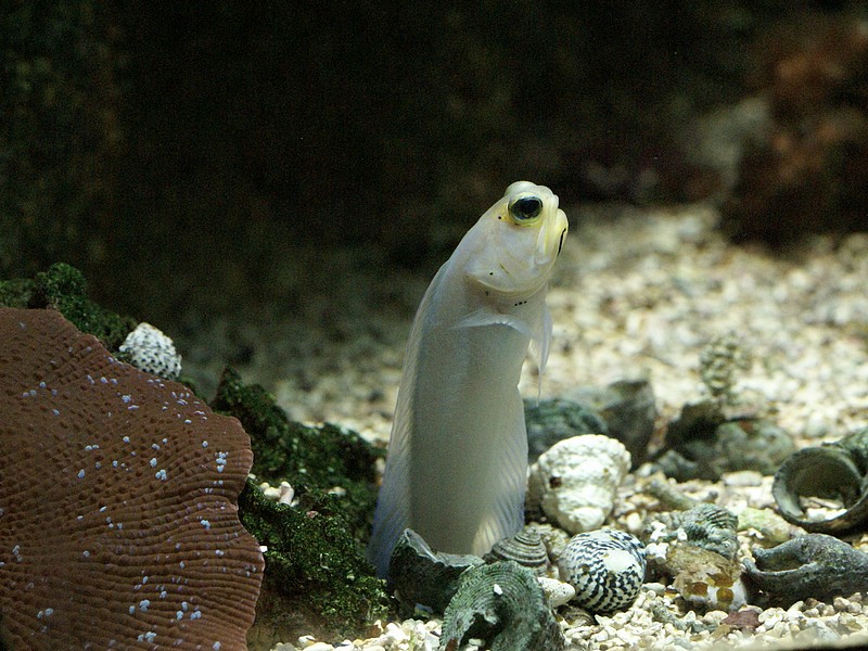 Opistognathus aurifrons