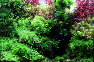 Colorful - Swee Lim CHEAH