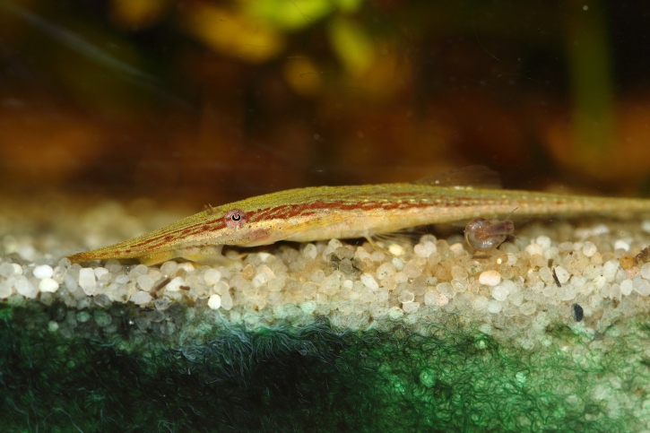 Acestridium dichromum - stick catfish