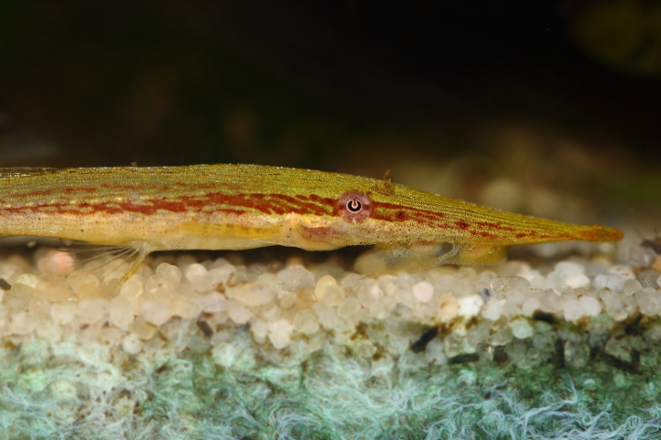 Acestridium dichromum - stick catfish