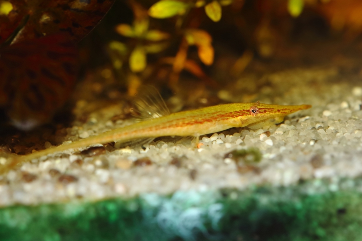 Acestridium dichromum - stick catfish