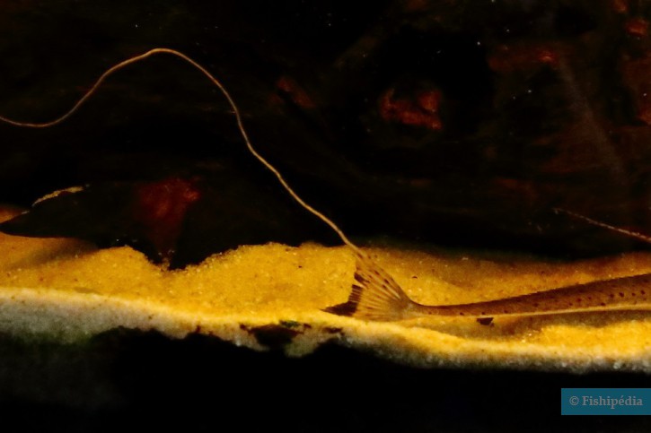 Planiloricaria cryptodon