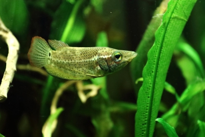 Ctenops nobilis Osphronemidae