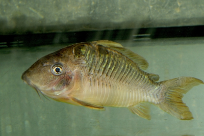 Corydoras britskii Callichthyidae