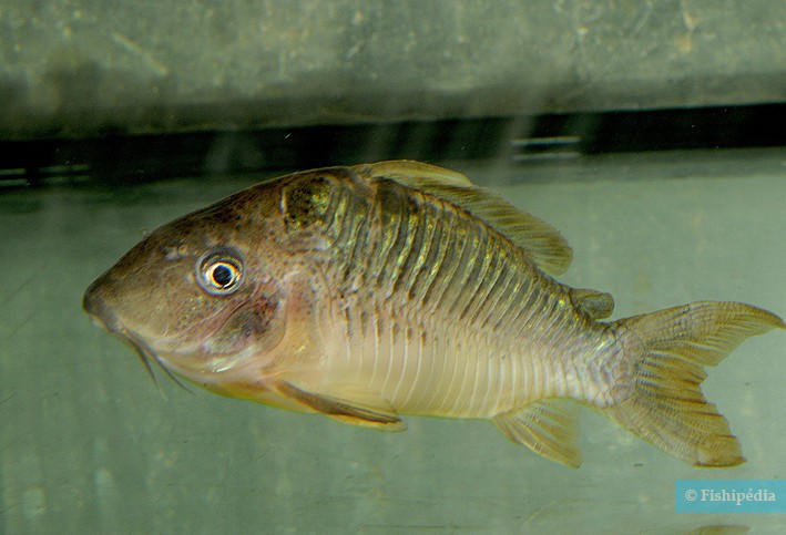 Corydoras britskii