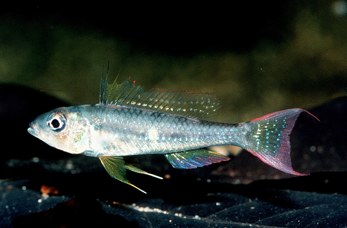 Biotoecus dicentrarchus