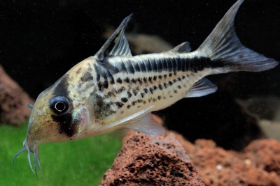 Corydoras loxozonus Callichthyidae