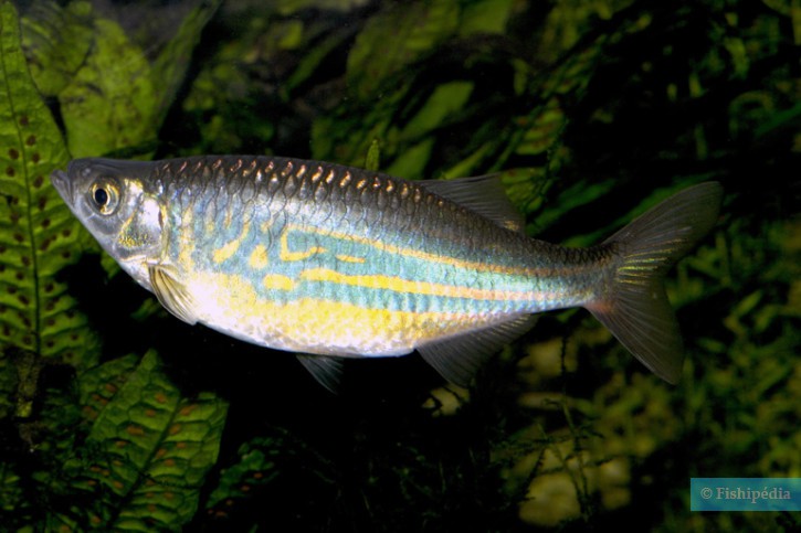 Devario malabaricus