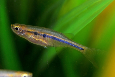 Laubuka dadiburjori Danionidae