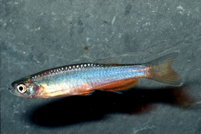 Bagnard rose Danionidae