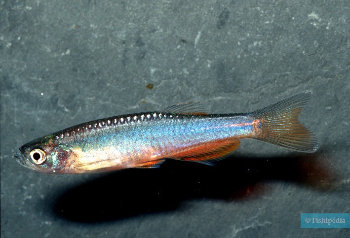 Danio roseus