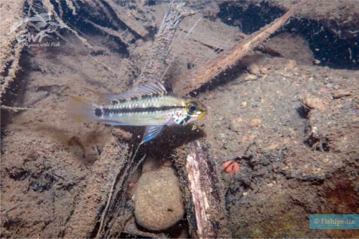 Apistogramma gossei