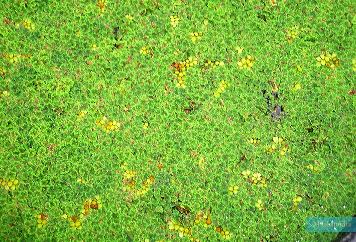 Azolla filiculoides