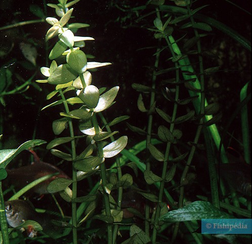 Bacopa caroliniana