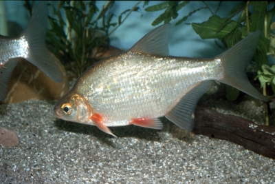 white bream Cyprinidae
