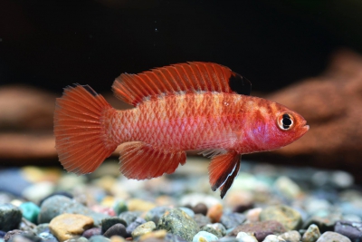 Dario hysginon Badidae