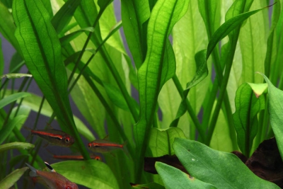 Echinodorus bleheri Alismataceae